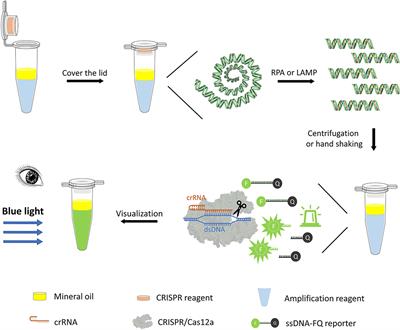 One-Pot Visual Detection of African Swine Fever Virus Using CRISPR-Cas12a